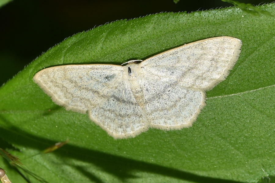 Geometridae: Idaea subsericeata? No, Scopula nigropunctata